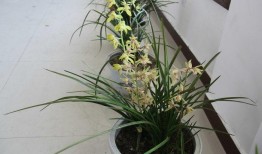 兰花姐姐爆料全集视频网,揭秘背后惊人真相